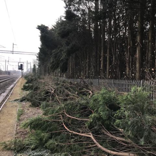 Conifer 2