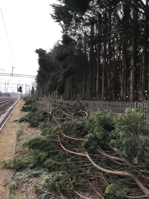 Conifer 2