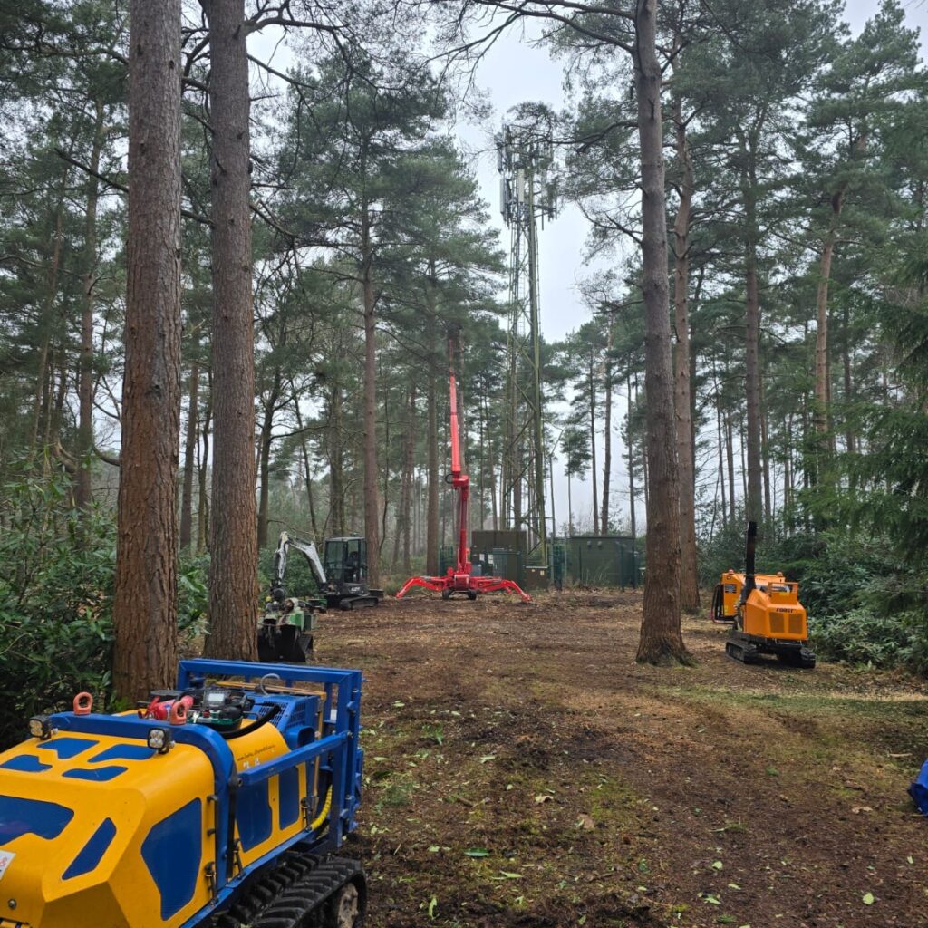 Tree Surgery